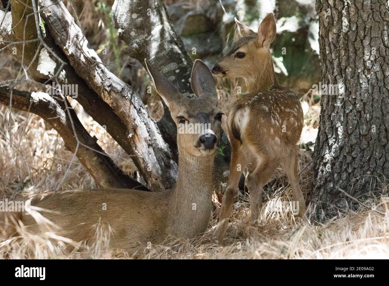 Baby Deer Stockfoto