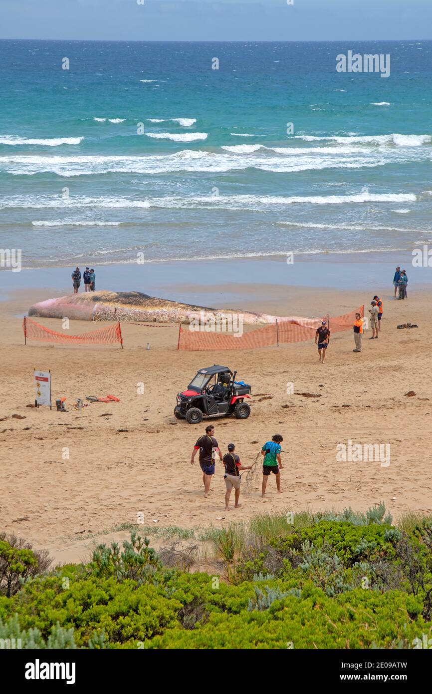 Ein 18 Meter langer Pottwal, der am Fairhaven Beach ausgewaschen wurde (Dezember 2020) Stockfoto