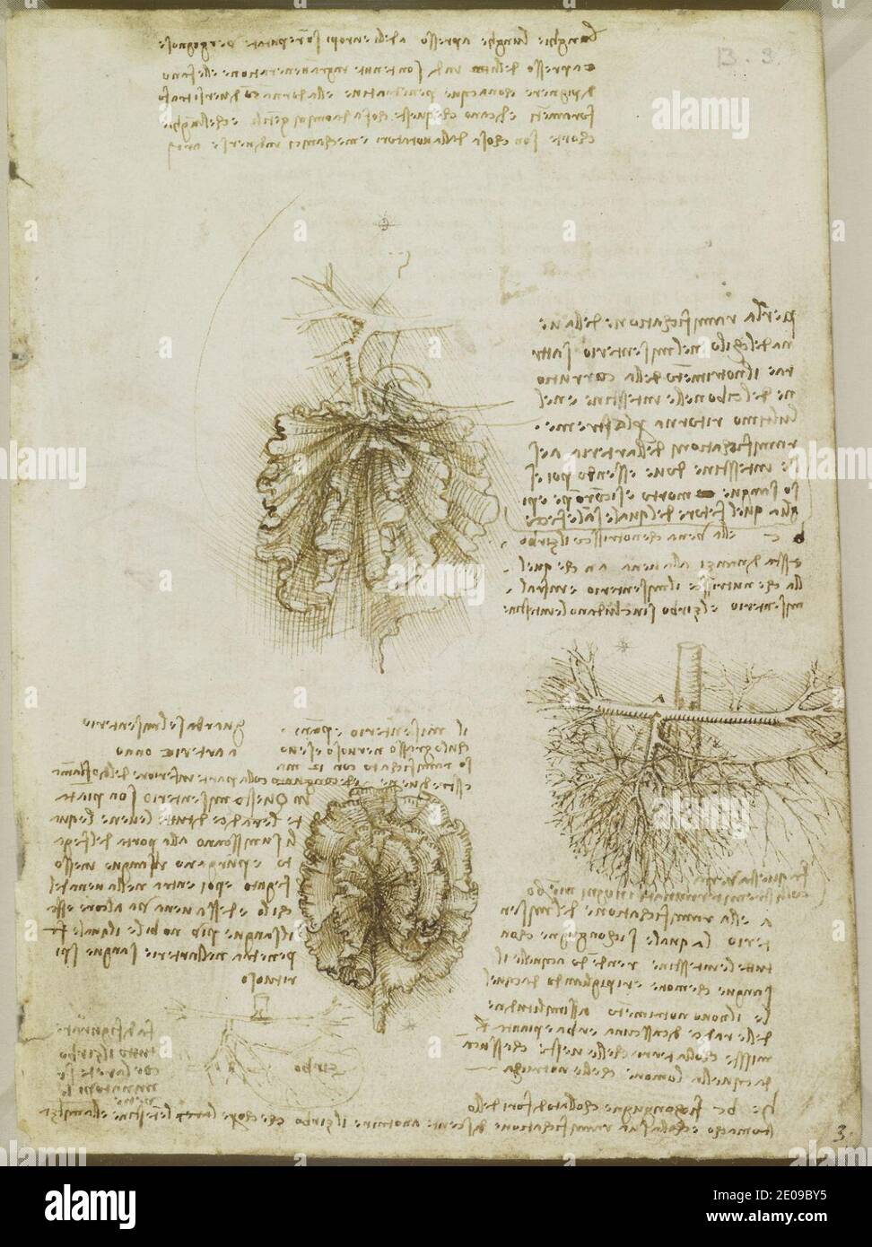 Leonardo da Vinci - Recto die Mesenterie des Darms und seiner Blutversorgung, mit Noten. Stockfoto