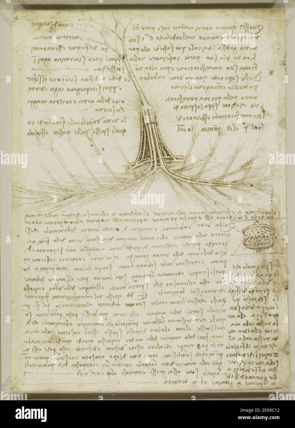 Leonardo da Vinci - Verso die fötale Blutversorgung der Kuh um 1508. Stockfoto