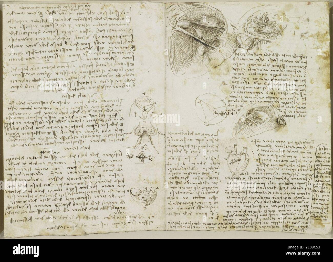 Leonardo da Vinci - Rechtes Ventrikel und Herzklappen. Stockfoto