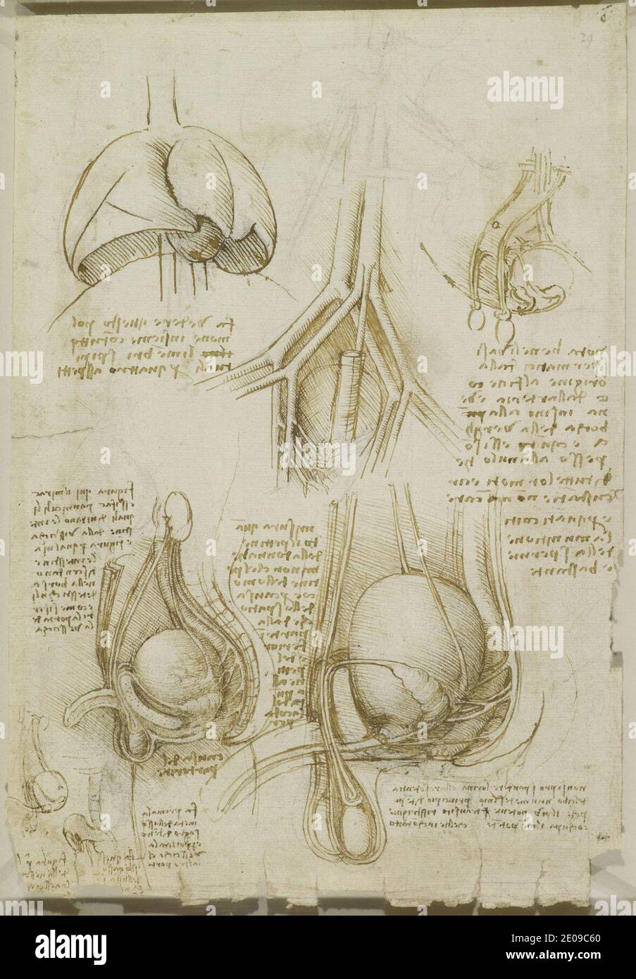 Leonardo da Vinci - das männliche Genito-Harnsystem c.1508. Stockfoto