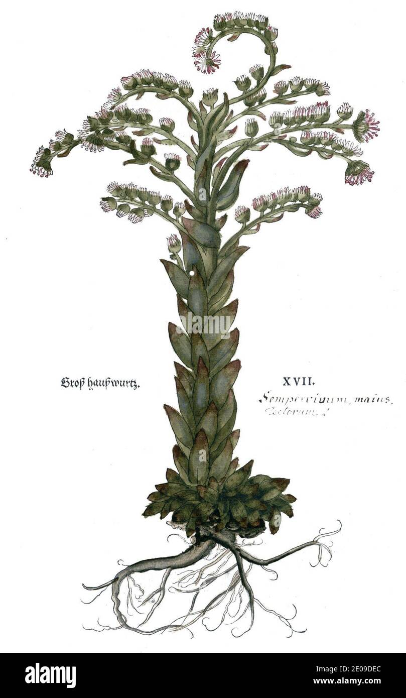 Leonhart Fuchs Neue Kreuterbuch Platte 17. Stockfoto
