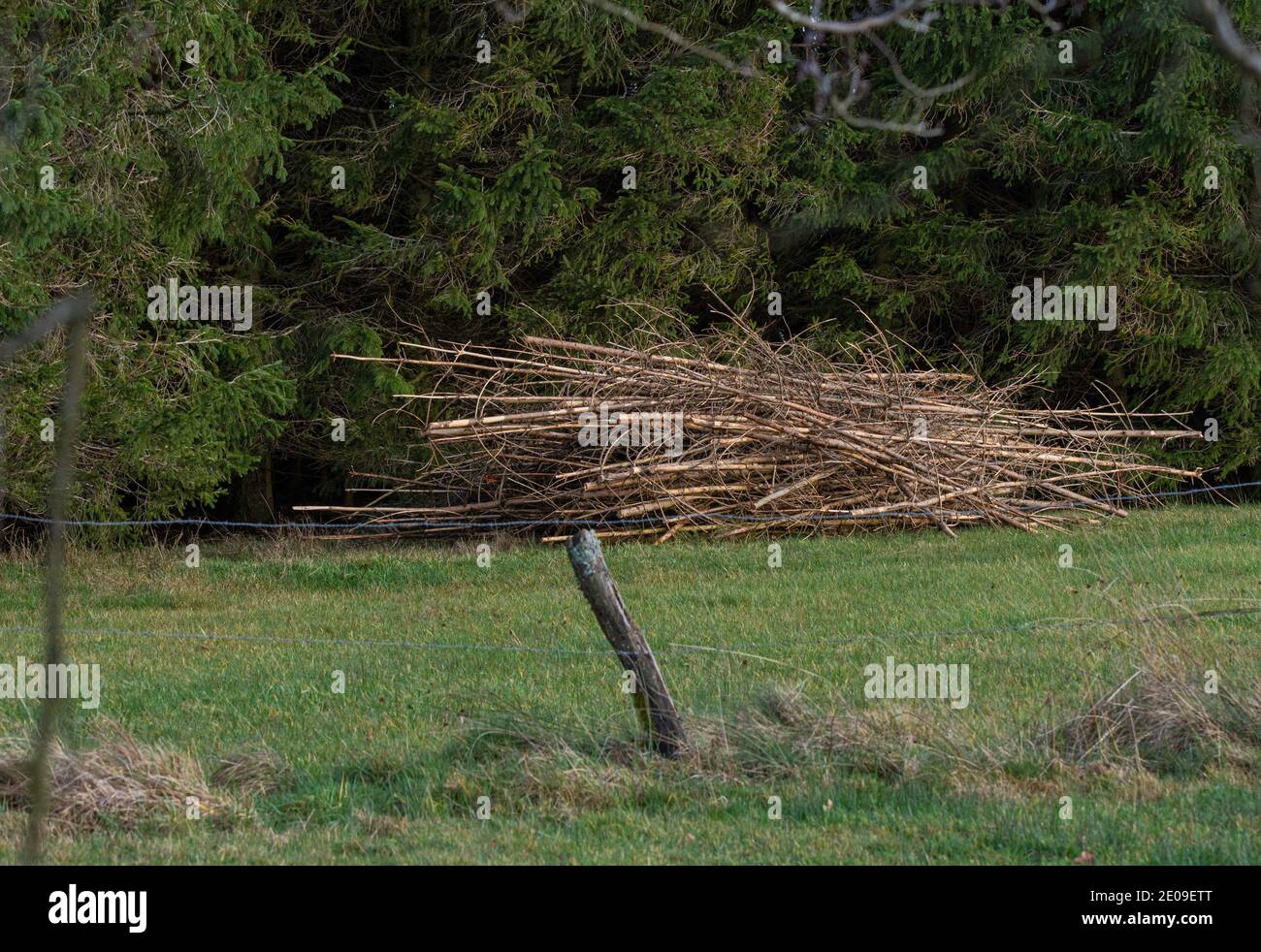 Des bois de sapin coupés dans un pré Stockfoto