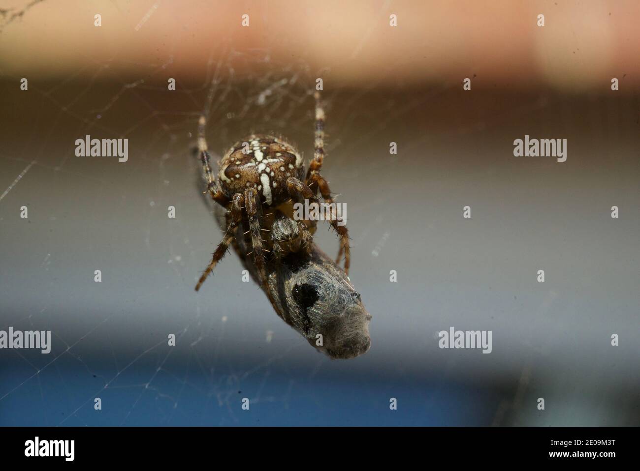 Europäische Gartenspinne, die eine Fliege in ihr Netz einwickelt, Makroaufnahme aus nächster Nähe. Eine Spinne, die eine Fliege in ein Seidengewebe wickelt. Araneus diadematus. Gekrönter Reichsapfel-Weber. Stockfoto