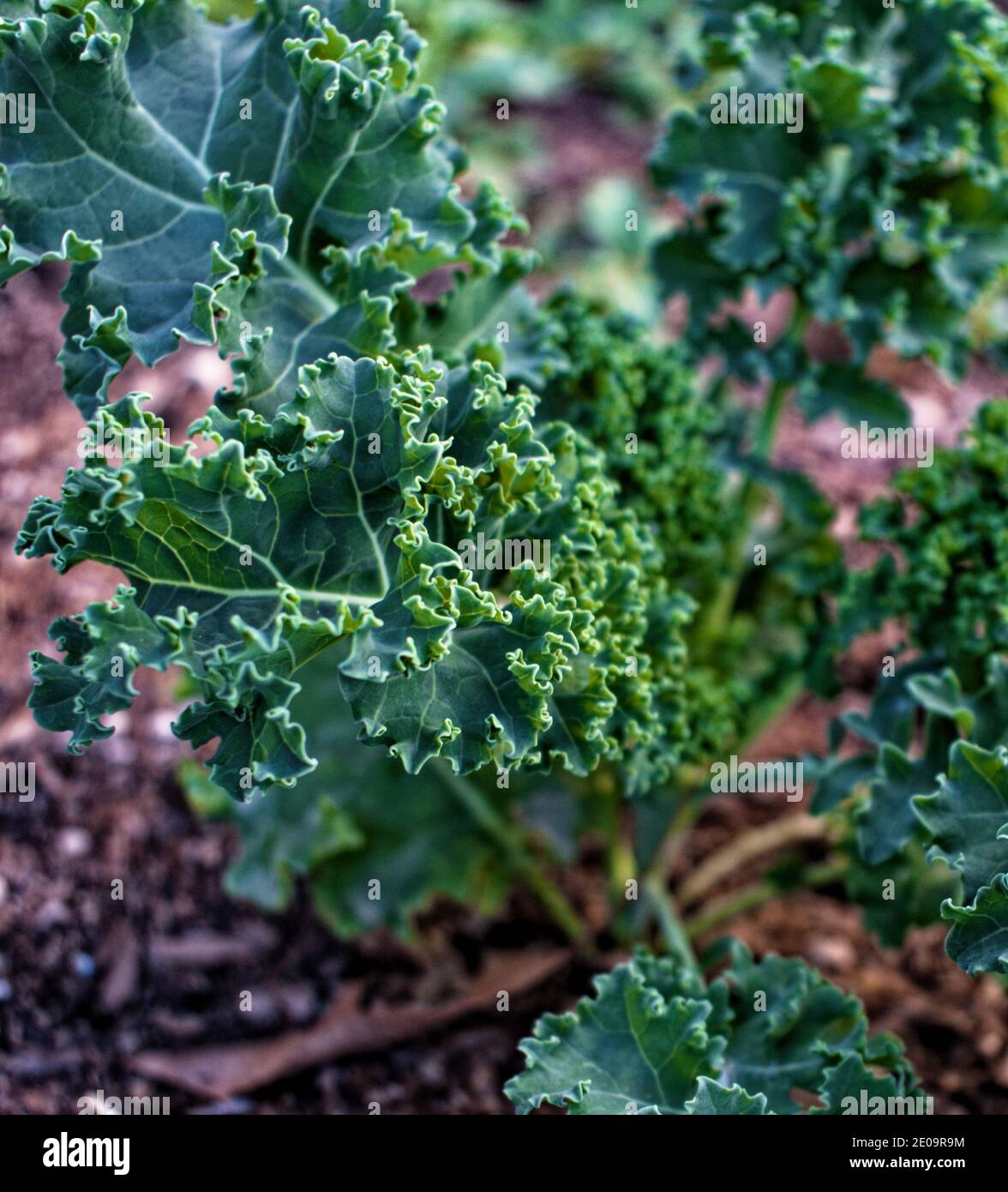 Eine gesunde und organische Curley Kale Pflanze Stockfoto