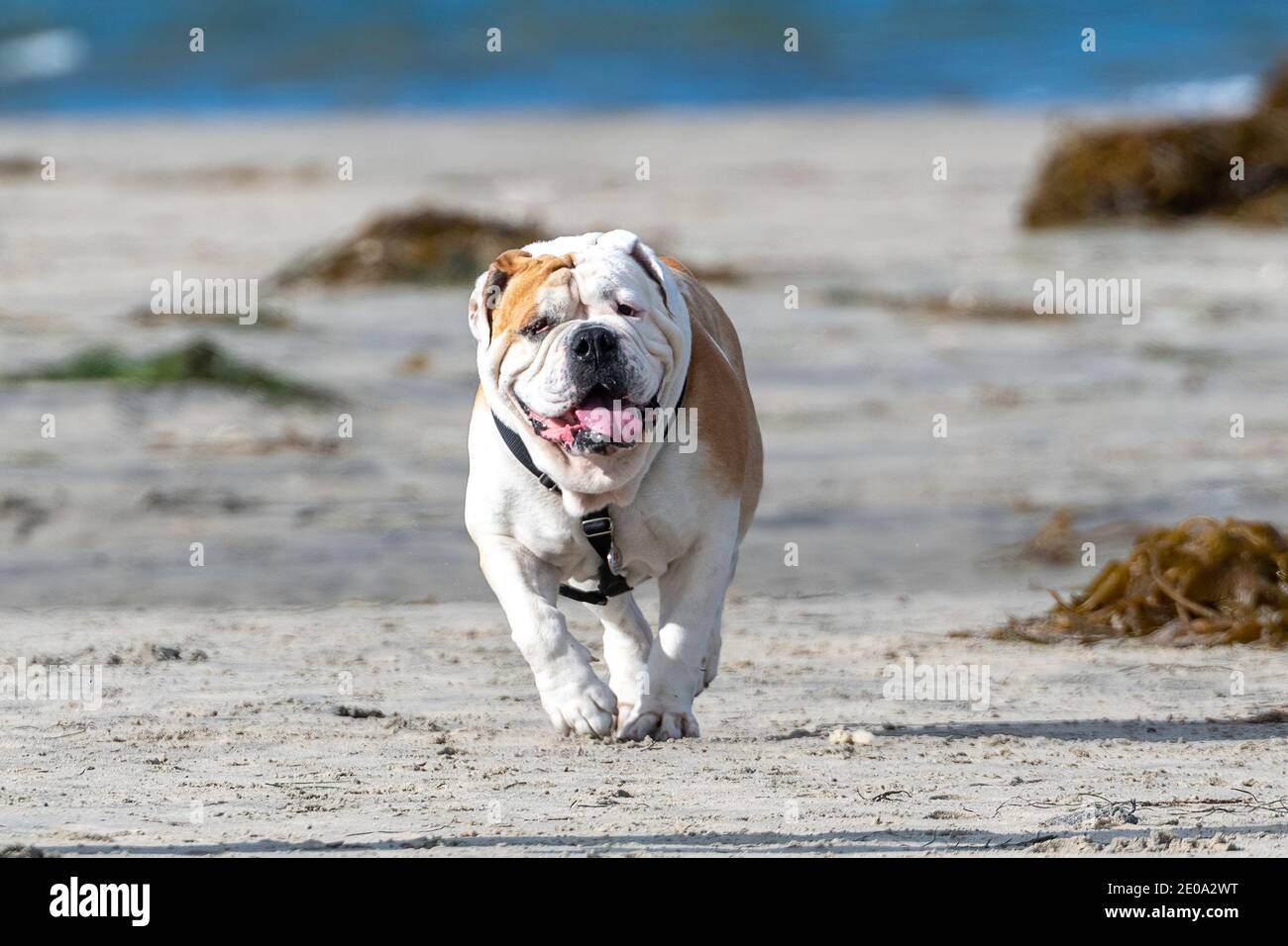 Braune und weiße Bulldogge läuft im Sand am Strand Stockfoto