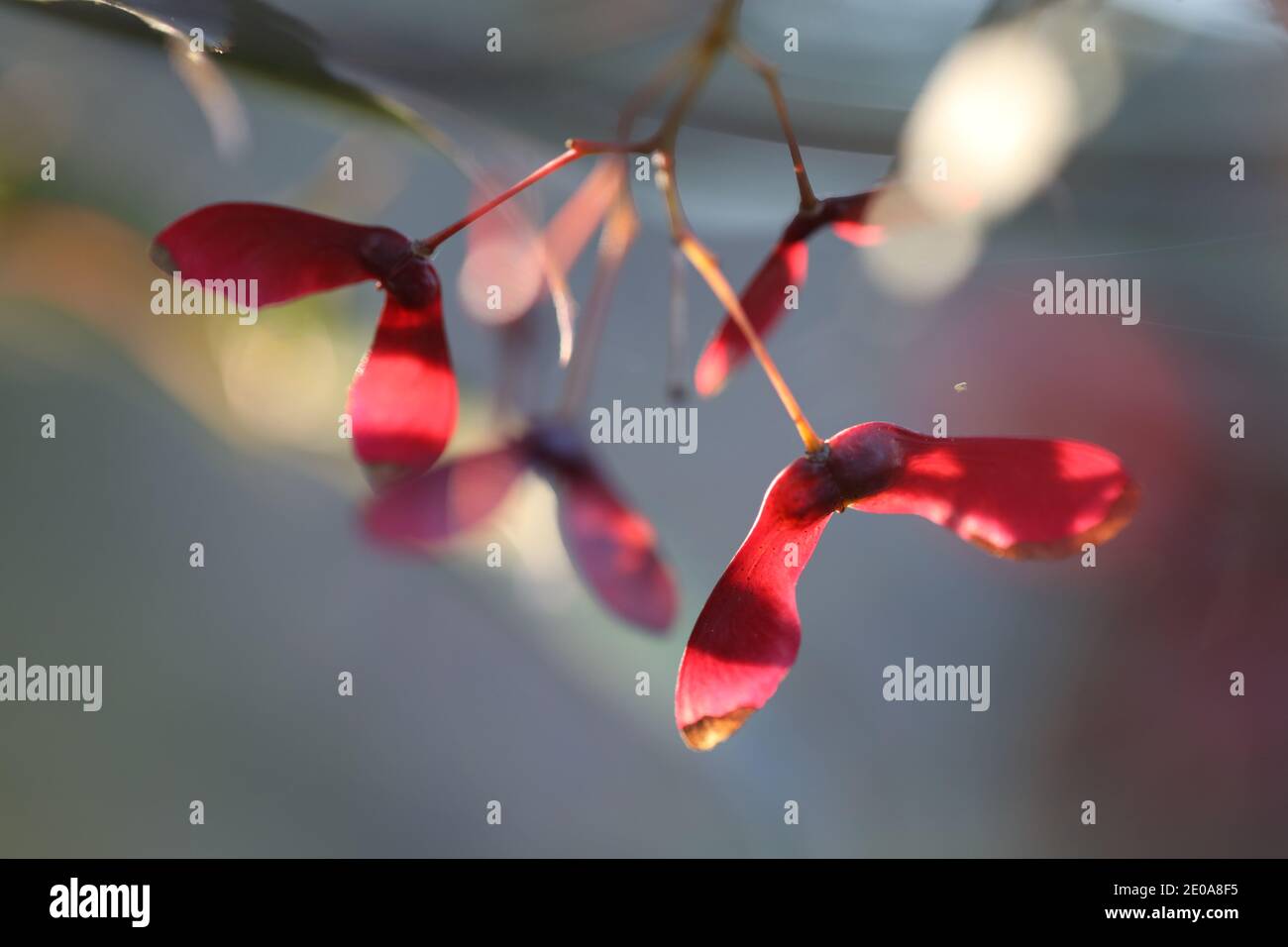 Rote Samaras Samen Von Maple Tree Stockfoto