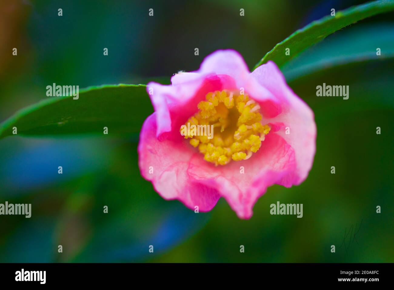 Fliegende Rosa Kamelienblume Stockfoto