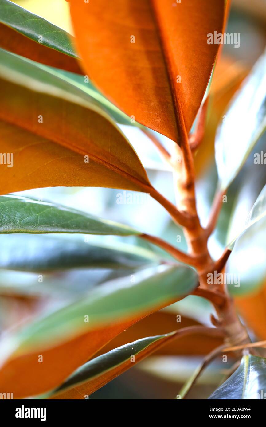 Samtige Magnolienblätter Stockfoto