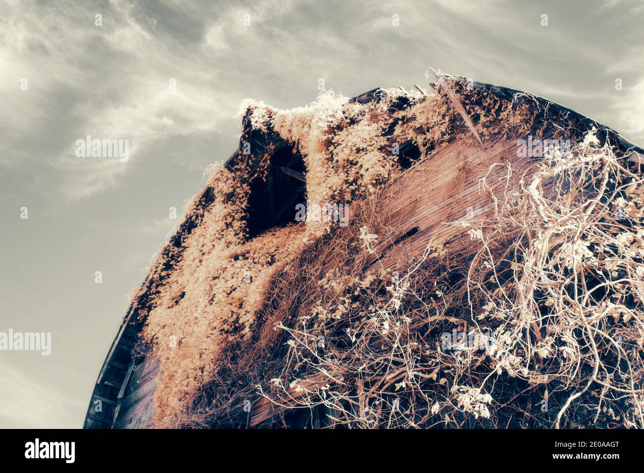 Eine von unten nach oben gerichtete Aufnahme, die in die Ladetür des Heubodens in einer großen Scheune blickt. Poison Ivy und Virginia Creeper bedecken die Seite der alten Scheune. Stockfoto