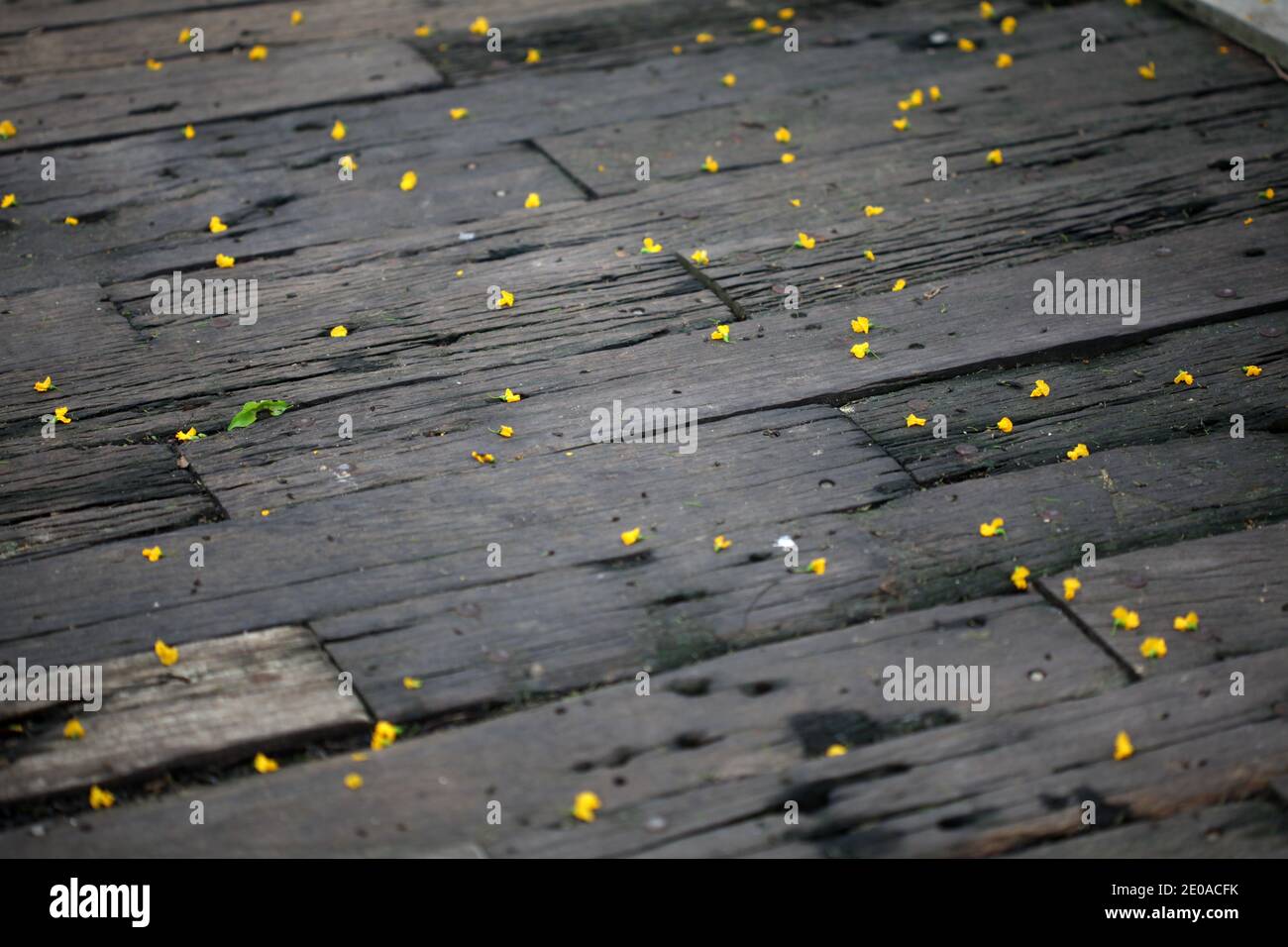 Kleine gelbe Blüten fielen auf die Holzbretter Stockfoto