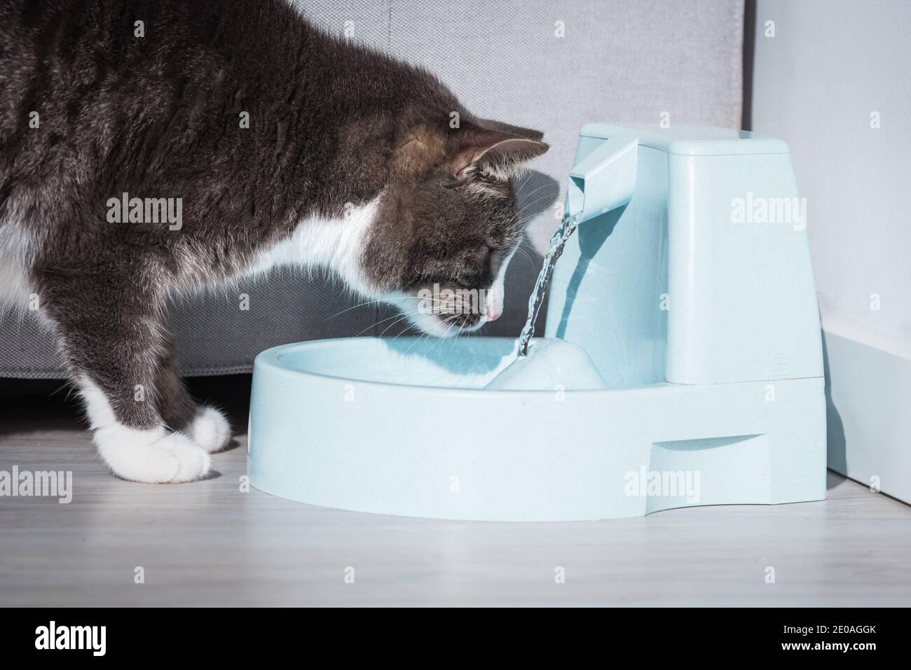 Nette Katze mit Wasserspender. Katze mit Wasserbrunnen. PET-Durst. Austrocknung bei einer Katze Stockfoto