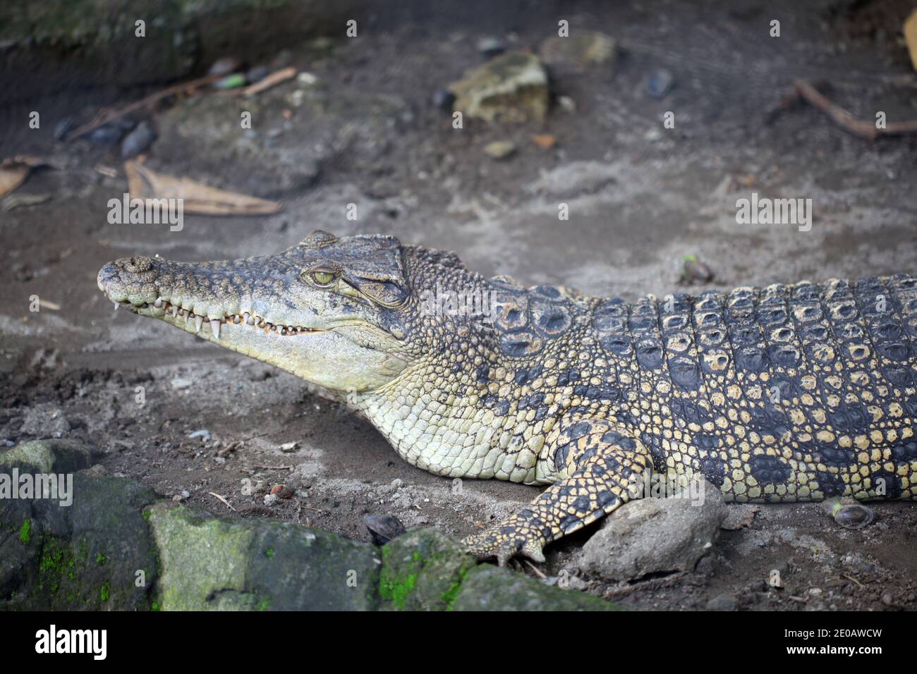Das Irianische Krokodil (Crocodylus novaeguineae) ist eine Krokodilart, die sich in den Süßgewässern des Inneren der Papua-Insel verbreitet. Stockfoto
