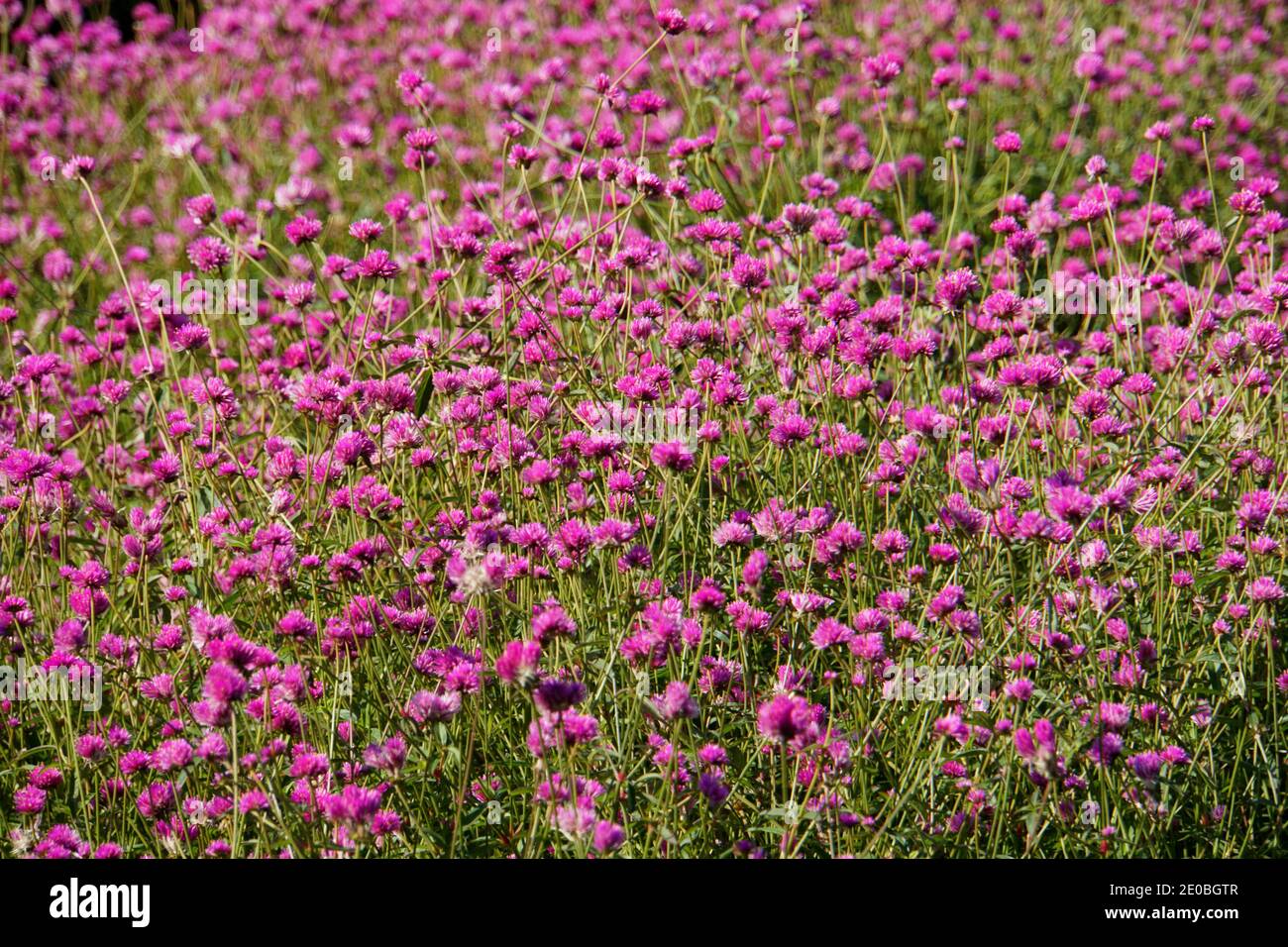 Ein Feld von Globe Amaranth winzigen lila Blüten Stockfoto