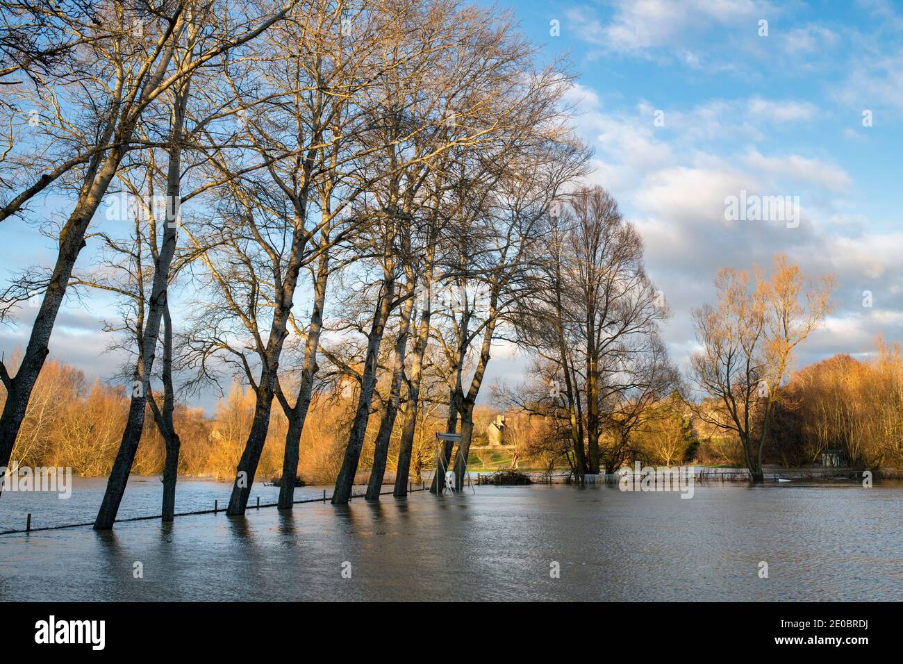 Bäume am Rande des Cricket-Platzes, der am heiligabend 2020 vom Fluss windrush überschwemmt wurde. Swinbrook, Gloucestershire, England Stockfoto