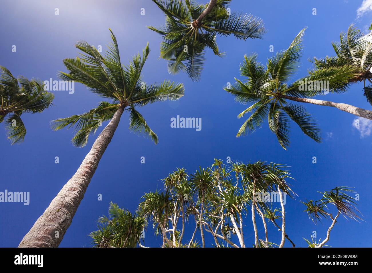 Kokospalmen, Palau Pacific Resort, Insel Ngerekebesang, auch Arakabean Insel, Koror, Palau, Mikronesien, Ozeanien Stockfoto