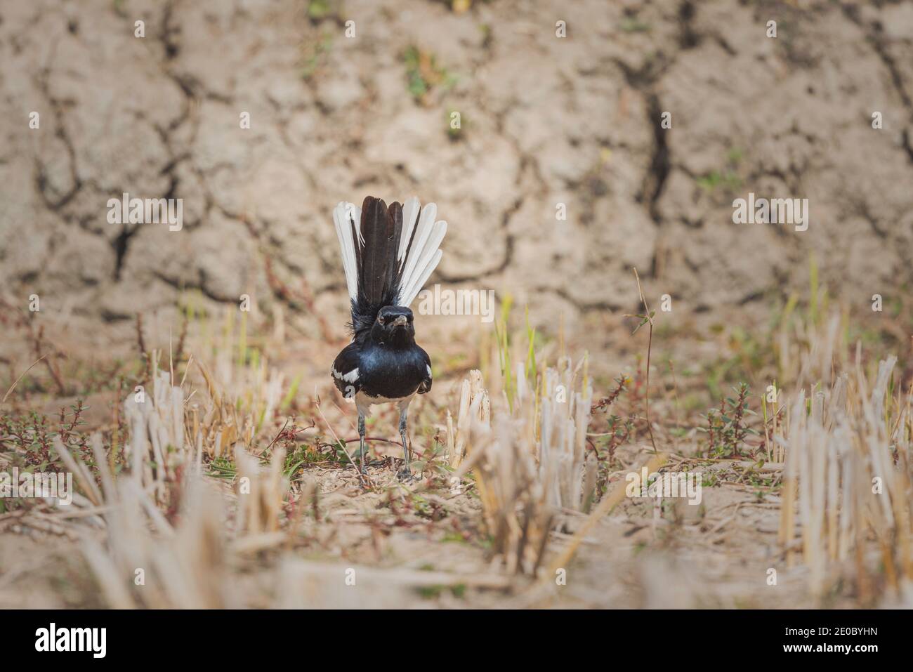 Die Magpie Robin (Doyle) Vögel sind der Nationalvogel von Bangladesch. Doyle ist überall in den ländlichen Gebieten von Bangladesch zu sehen. Abgesehen von den vielen SM Stockfoto