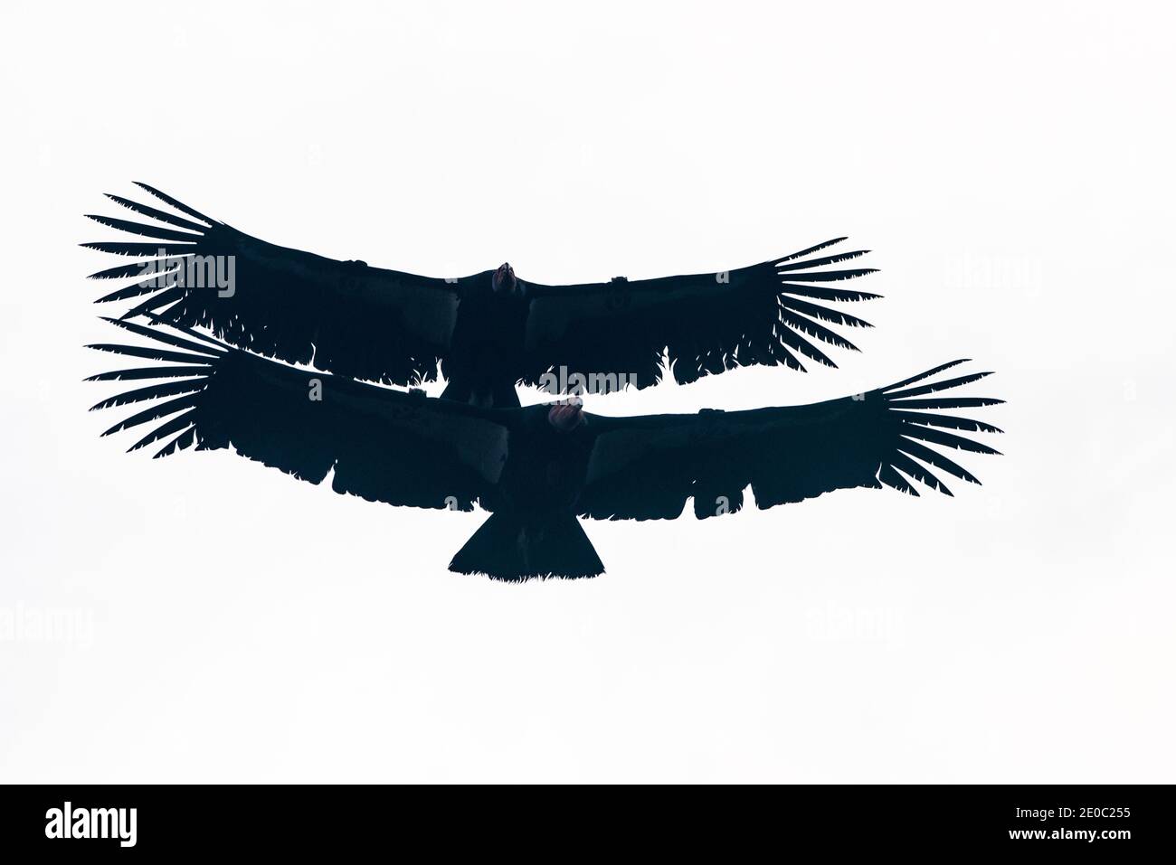 Ein Paar kalifornischer Kondor (Gymnogrips californianus), der mit seiner Flügelspannweite von fast 3 m zu den größten Vögeln der Welt zählt. Stockfoto