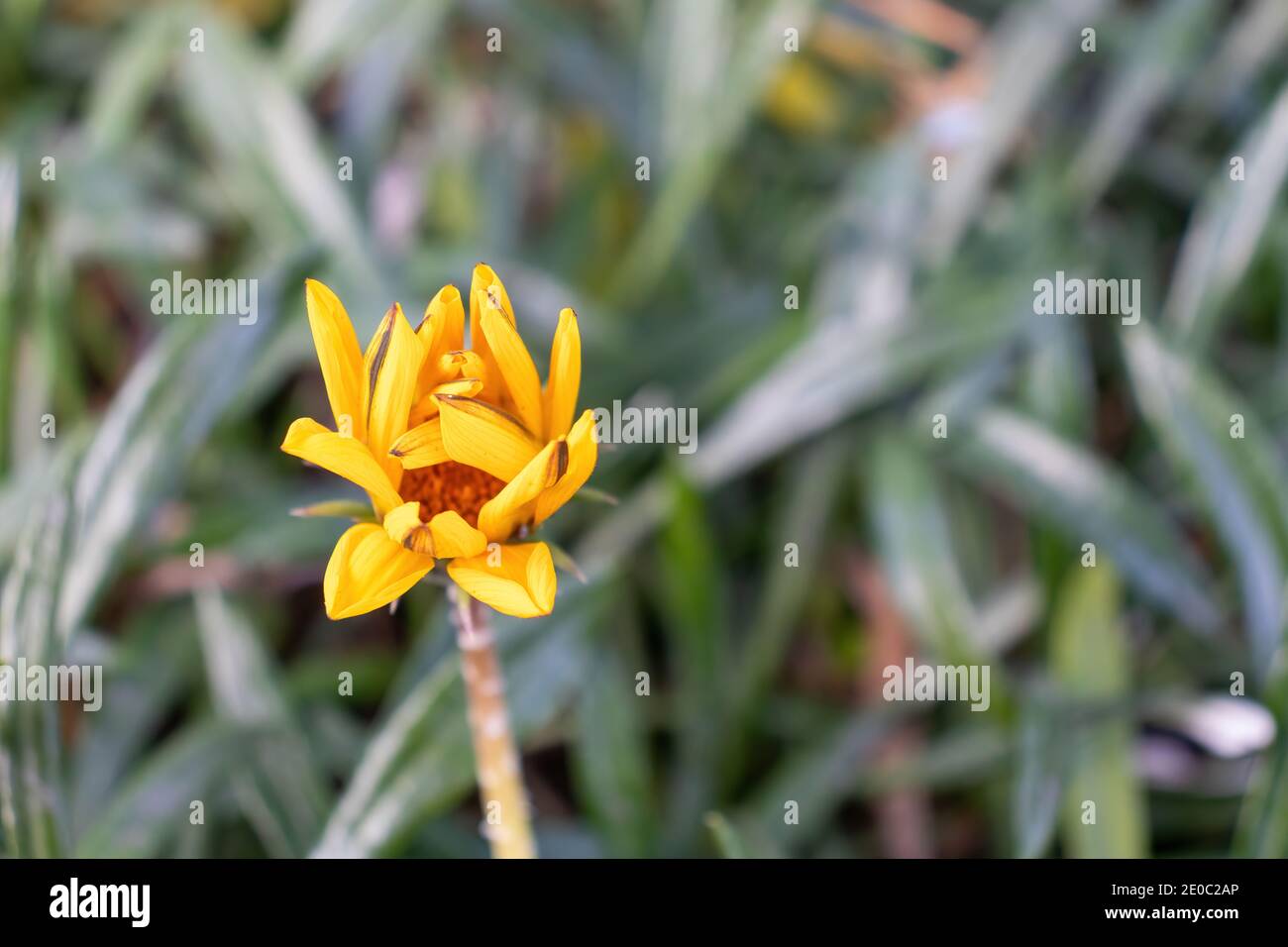 Faltige gelbe Blütenblätter blockieren den Blick auf das Stigma, das für Bestäubung verwendet wird Stockfoto