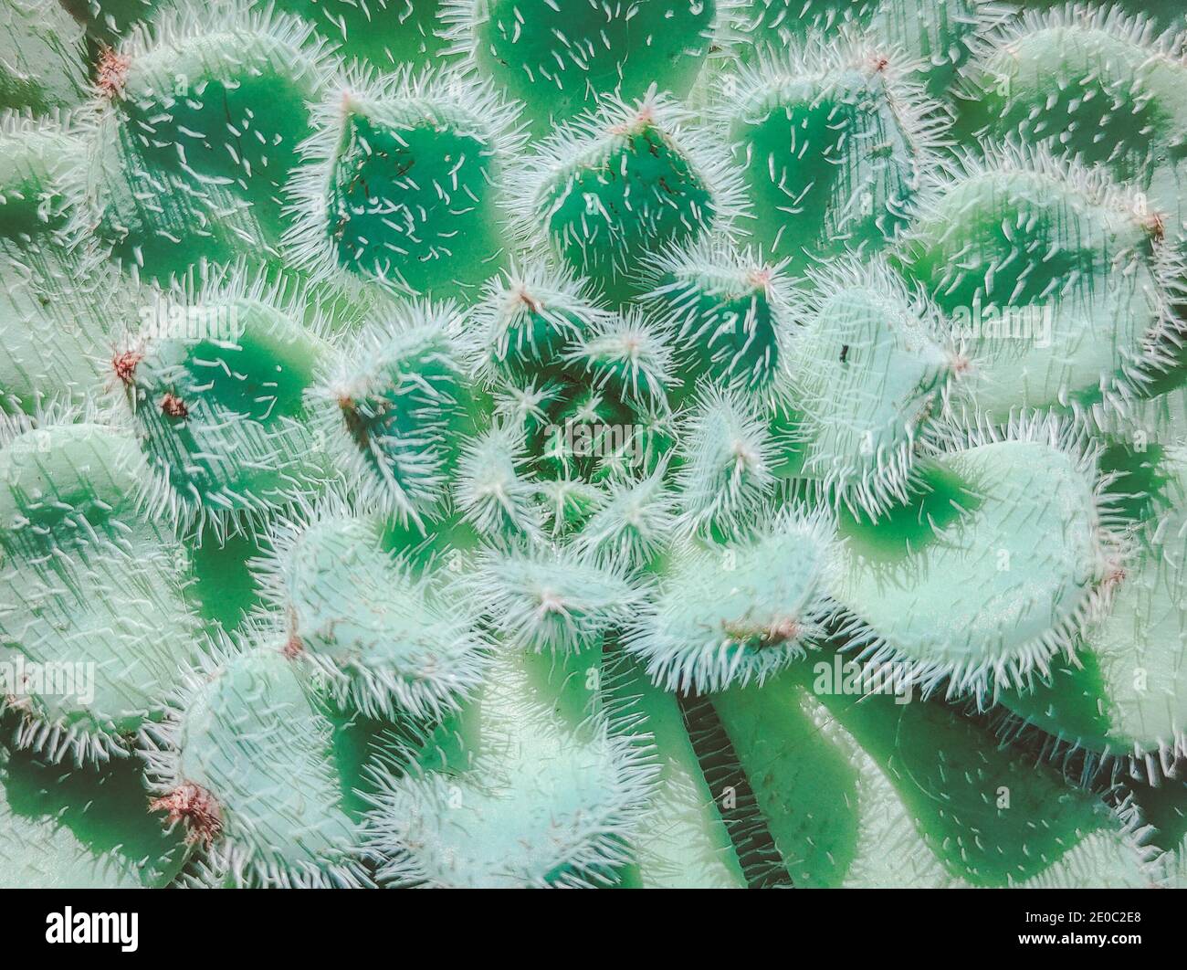 Exotische Sukkulente Pflanze nennen Echeveria setosa Stockfoto