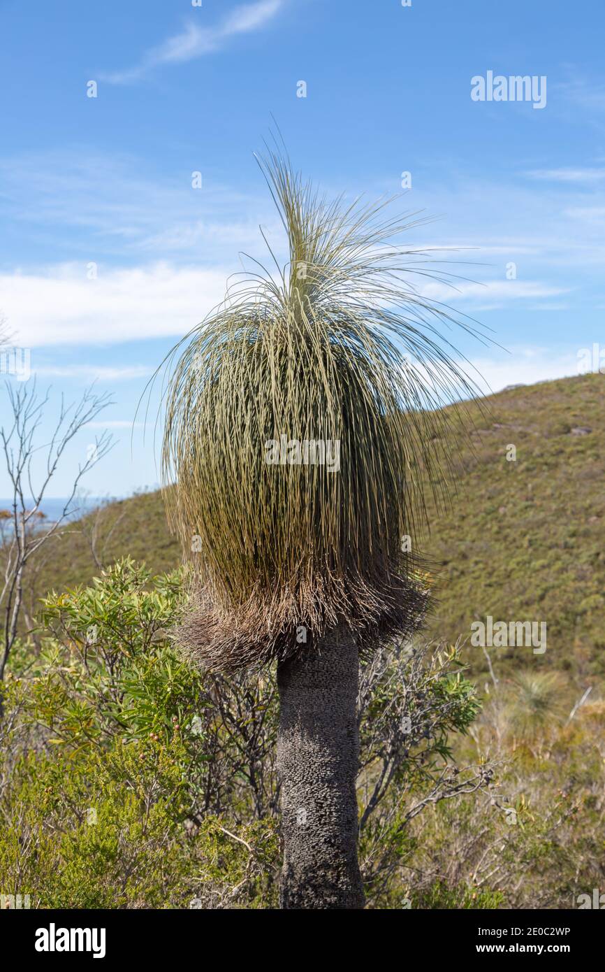 Grassbaum (Xanthorrhoea sp.) auf einem Berggipfel in der Stirling Range nördlich von Albany in Western Australia Stockfoto
