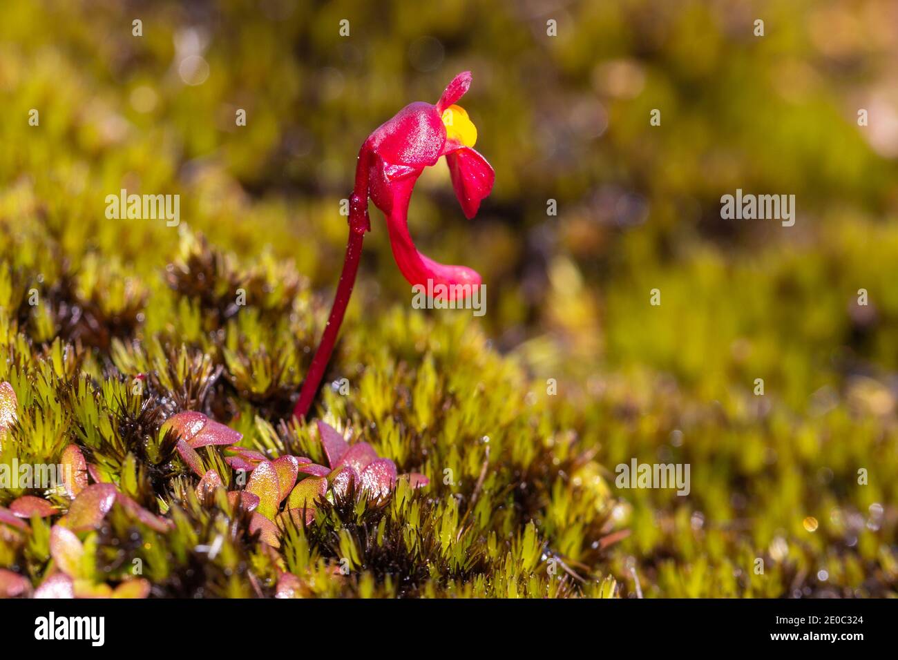 Einzelblüte des tuberösen Bladderwurts Utricularia menziesii im Stirling Range Nationalpark nördlich von Albany in Western Australia Stockfoto