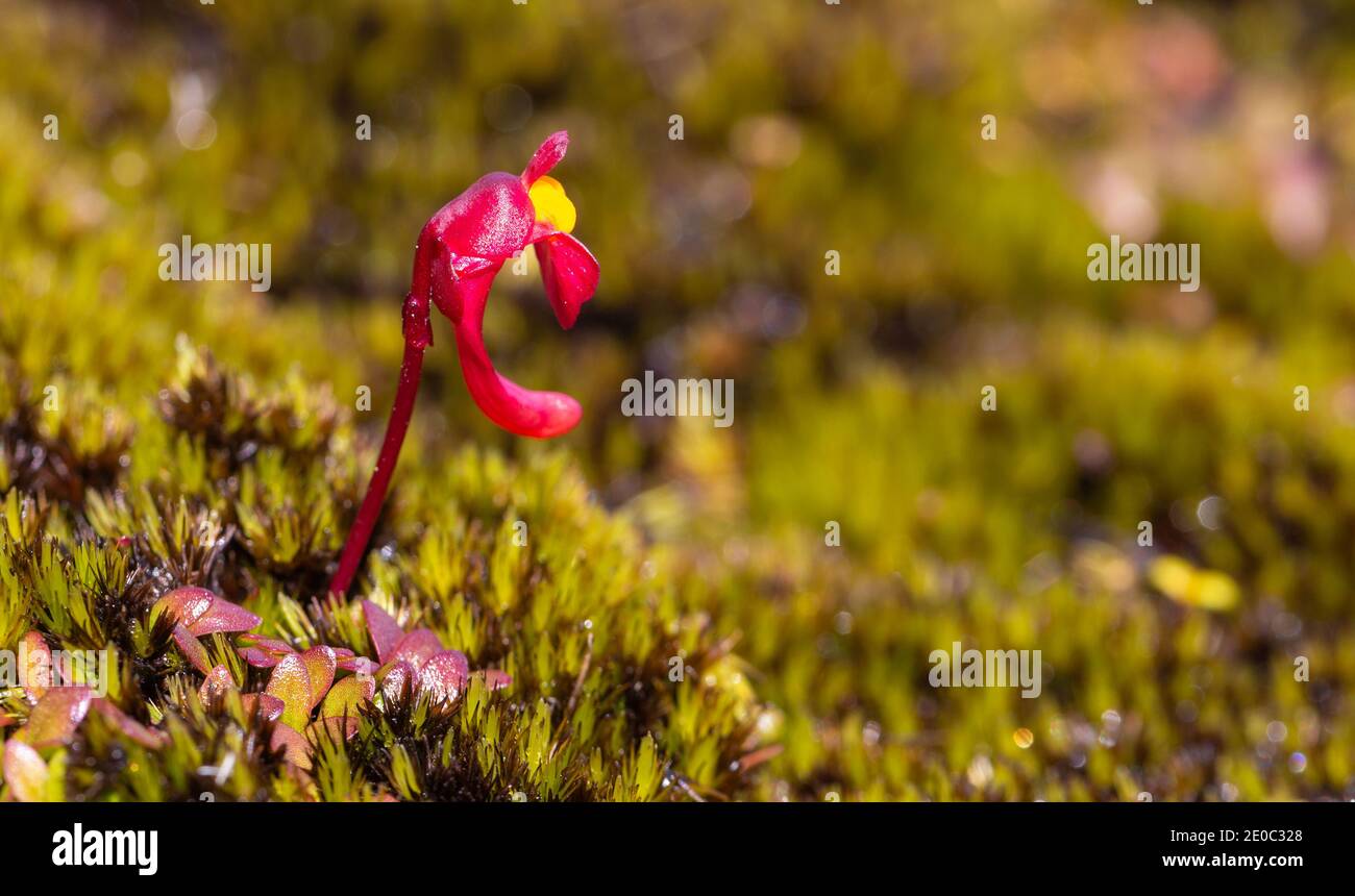 Einzelblüte des tuberösen Bladderwurts Utricularia menziesii im Stirling Range Nationalpark nördlich von Albany in Western Australia Stockfoto