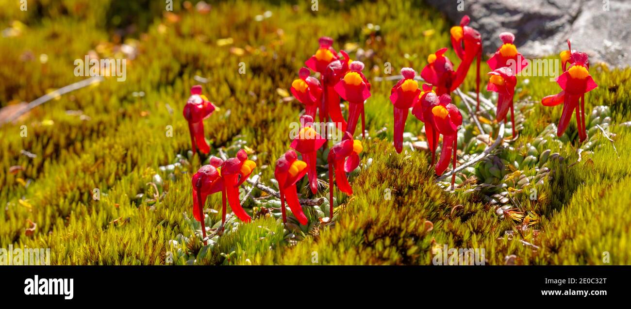 Kolonie des tuberösen Bladderwurts Utricularia menziesii im Stirling Range Nationalpark nördlich von Albany in Western Australia Stockfoto