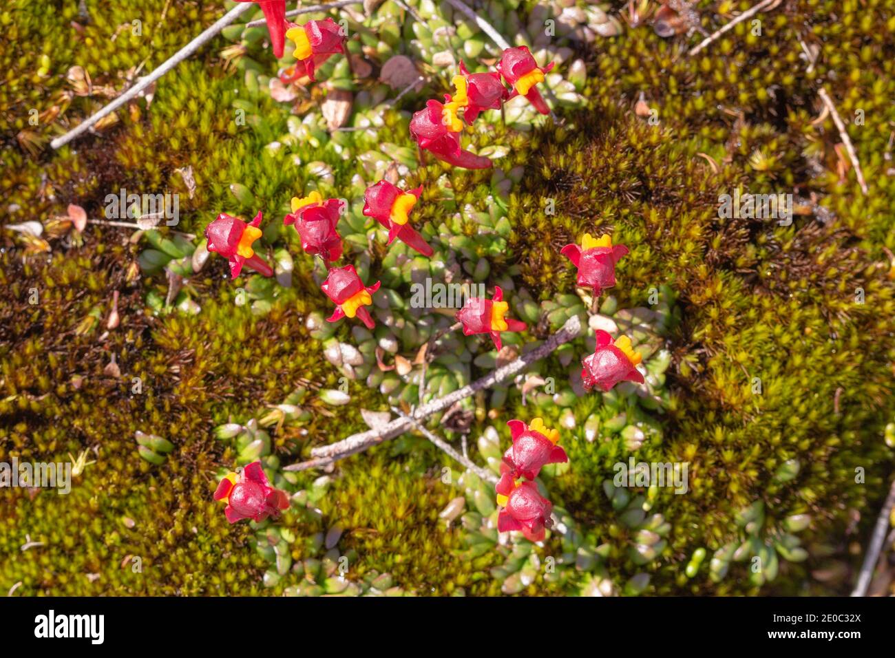 Kleiner Klumpen des tuberösen BladderwürzeUtricularia menziesii im Stirling Range Nationalpark nördlich von Albany in Western Australia Stockfoto