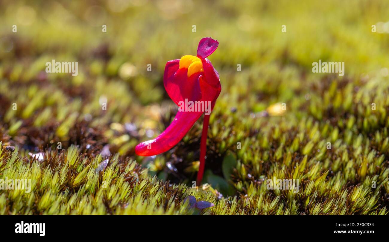 Einzelblüte des tuberösen Bladderwurts Utricularia menziesii im Stirling Range Nationalpark nördlich von Albany in Western Australia Stockfoto