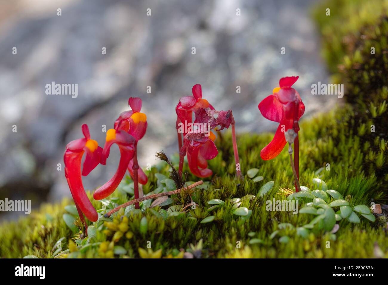 Die schönen roten Blüten der endemischen Utricularia menziesii in Der Stirling Range Nationalpark nördlich von Albany in Western Australia Stockfoto