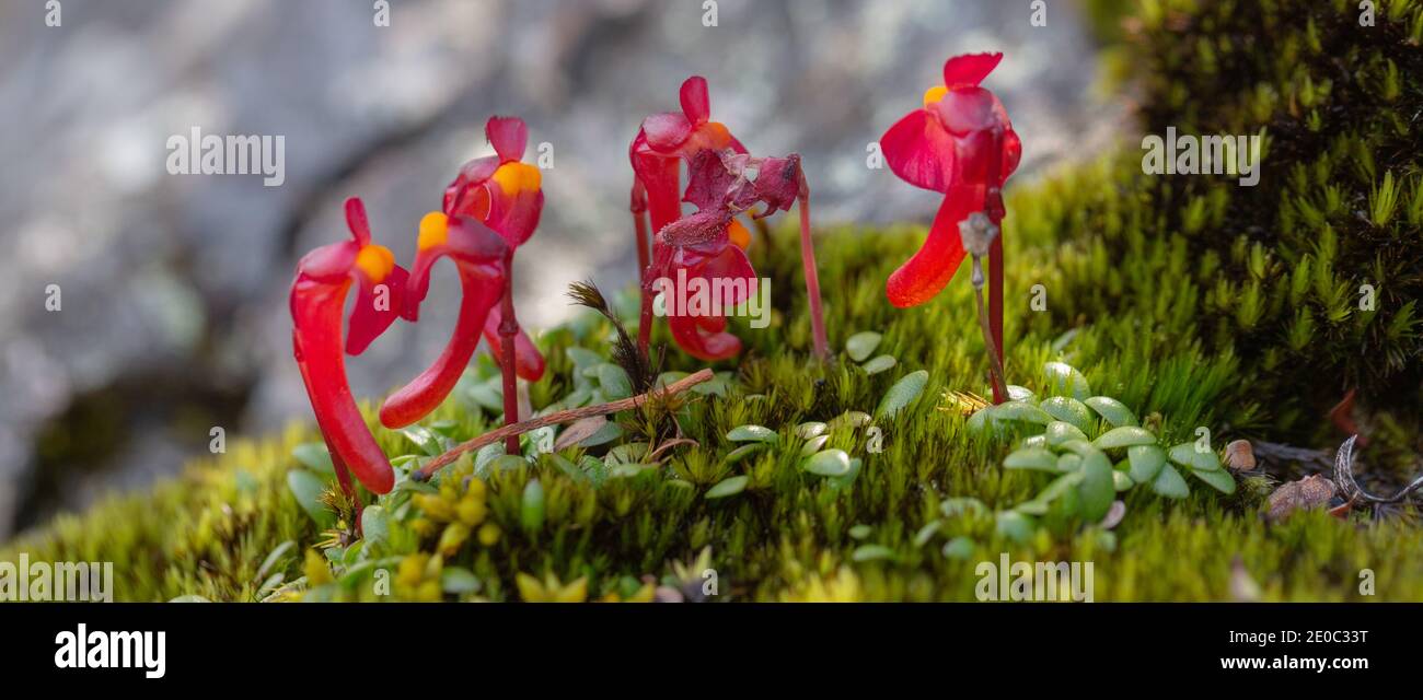 Die schönen roten Blüten der endemischen Utricularia menziesii in Der Stirling Range Nationalpark nördlich von Albany in Western Australia Stockfoto