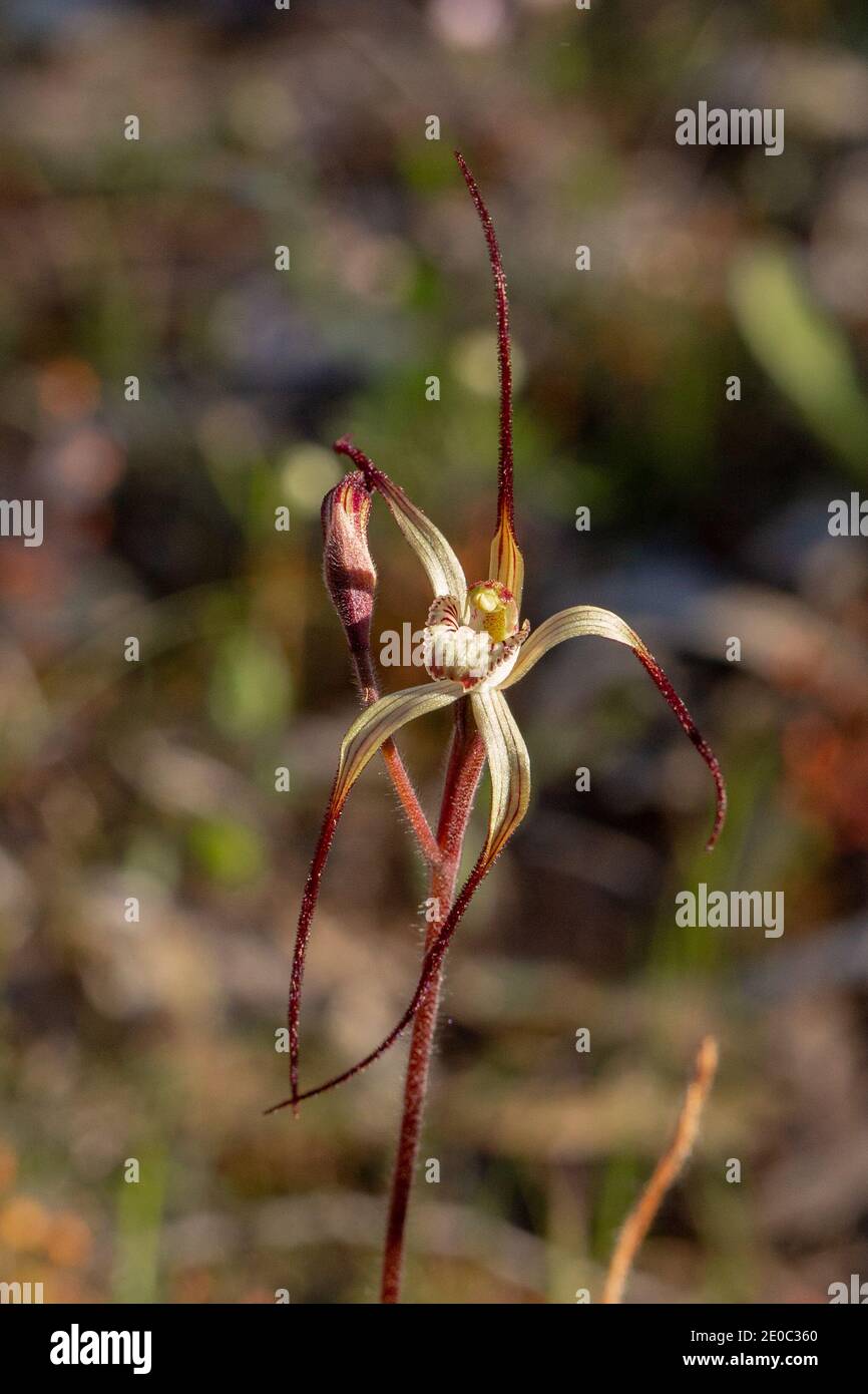 Die schöne Spider Orchid Caladenia polychroma (Josepj's Spider Orchid) In natürlichem Lebensraum im Stirling Range Nationalpark im Westen Australien Stockfoto
