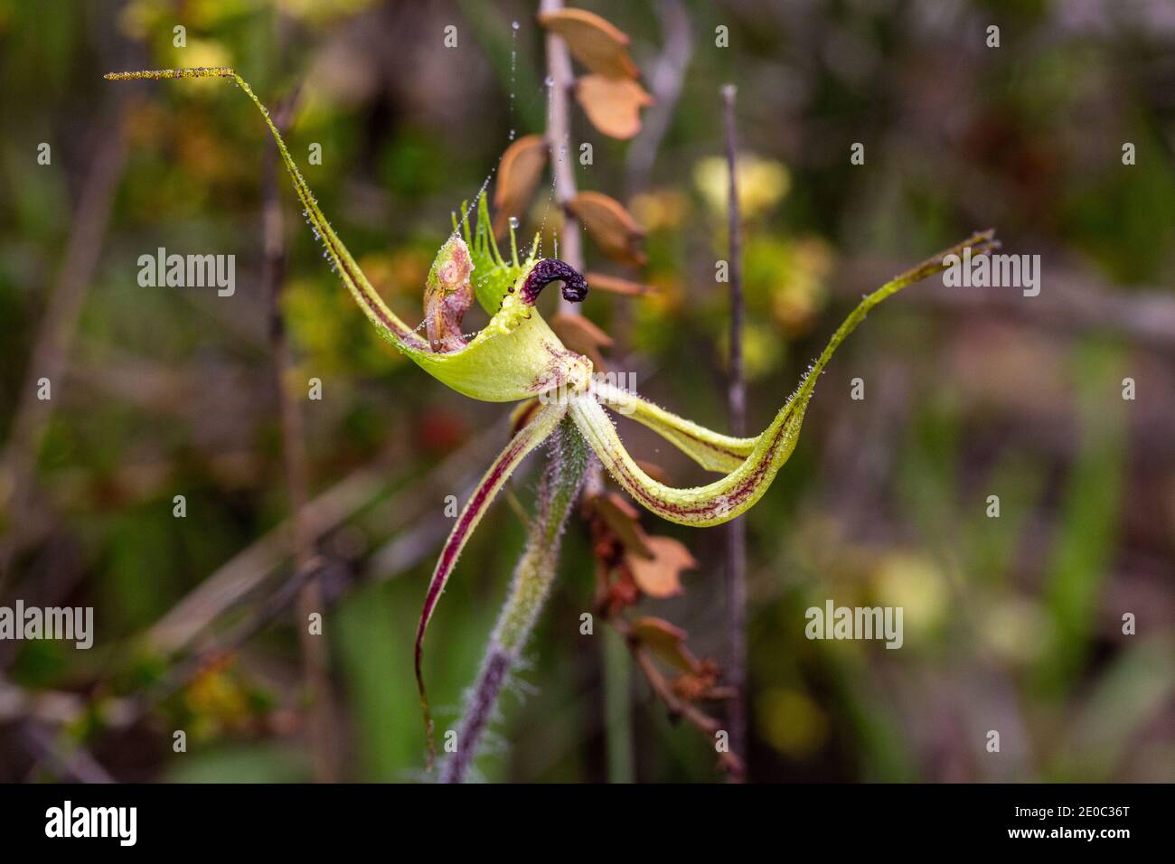 Orchidee der grünen Spinne (Caladenia falcata) Im Stirling Range Nationalpark nördlich von Albany im Westen Australien Stockfoto