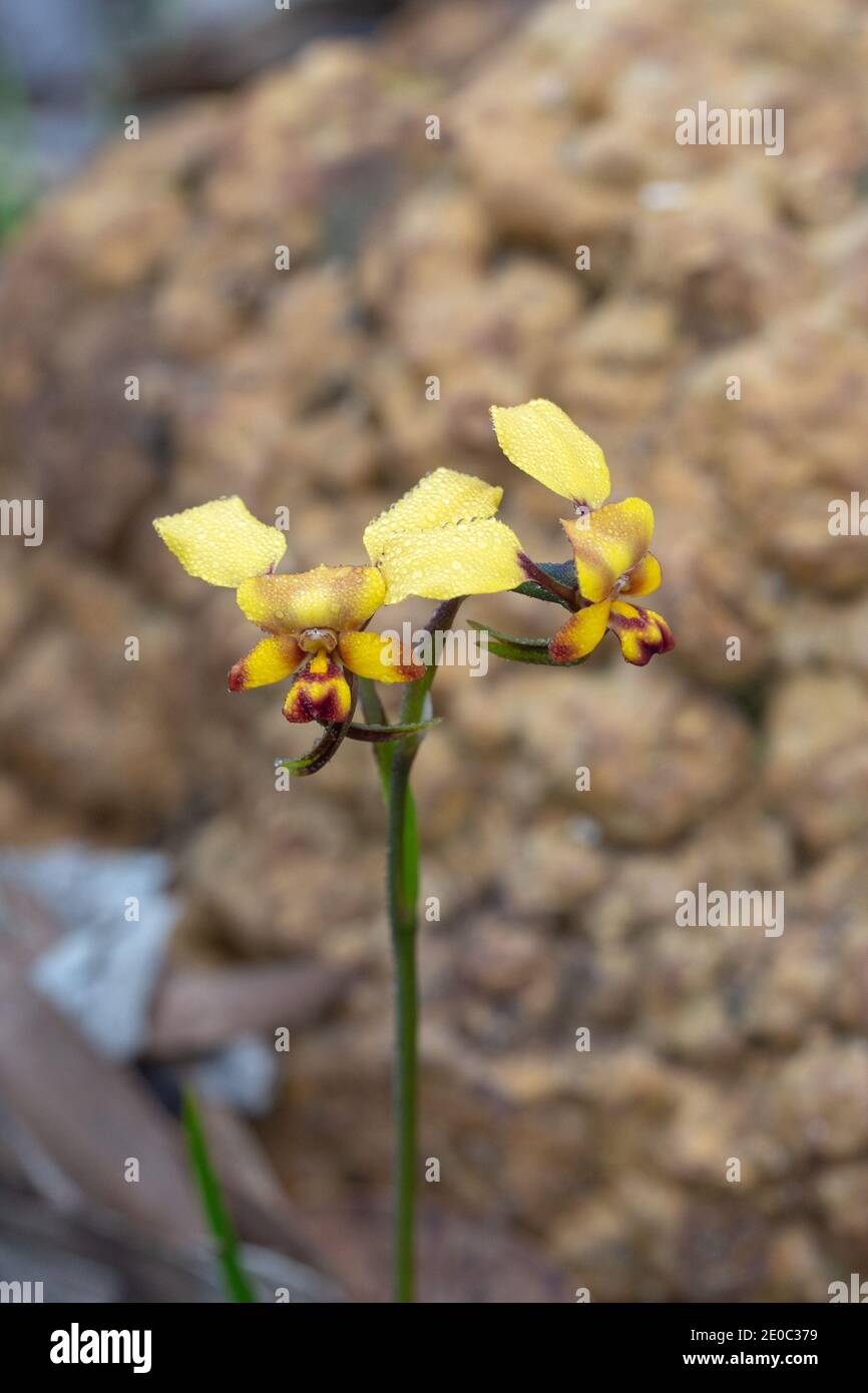 Gelbe Blüten der gemeinsamen Eselorchidee Diuris corymbosa in Der Stirling Range Nationalpark in Western Australia Stockfoto
