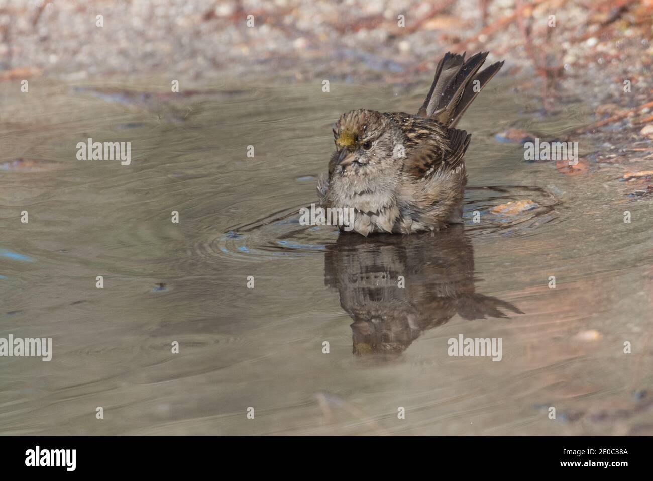 Golden Crowned Sparrow (Zonotrichia atricapilla) unter Ausnutzung von Pfützen aus Regen, um sich im Pinnacles National Park zu baden. Stockfoto