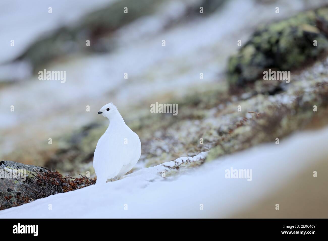 Weißer Kleiner Vogel