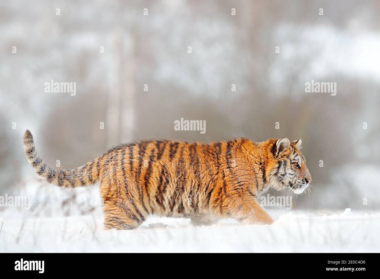 Tiger in wilden Winter Natur, Laufen im Schneesturm. Sibirischer Tiger, Panthera tigris altaica. Action Wildlife Szene mit gefährlichen Tier. Kalter Winter Stockfoto