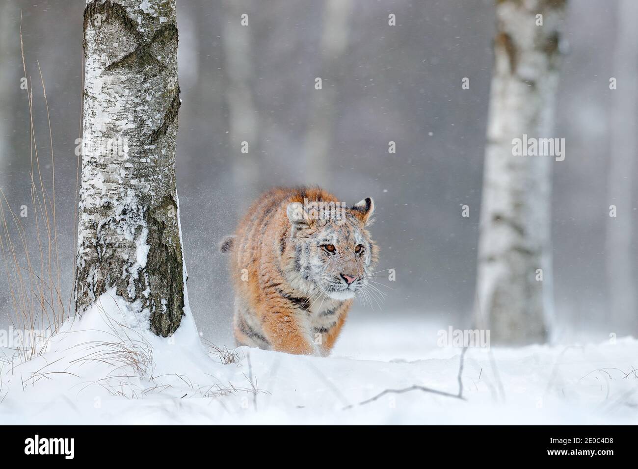 Tiger in wilden Winter Natur, Laufen im Schneesturm. Sibirischer Tiger, Panthera tigris altaica. Action Wildlife Szene mit gefährlichen Tier. Kalter Winter Stockfoto