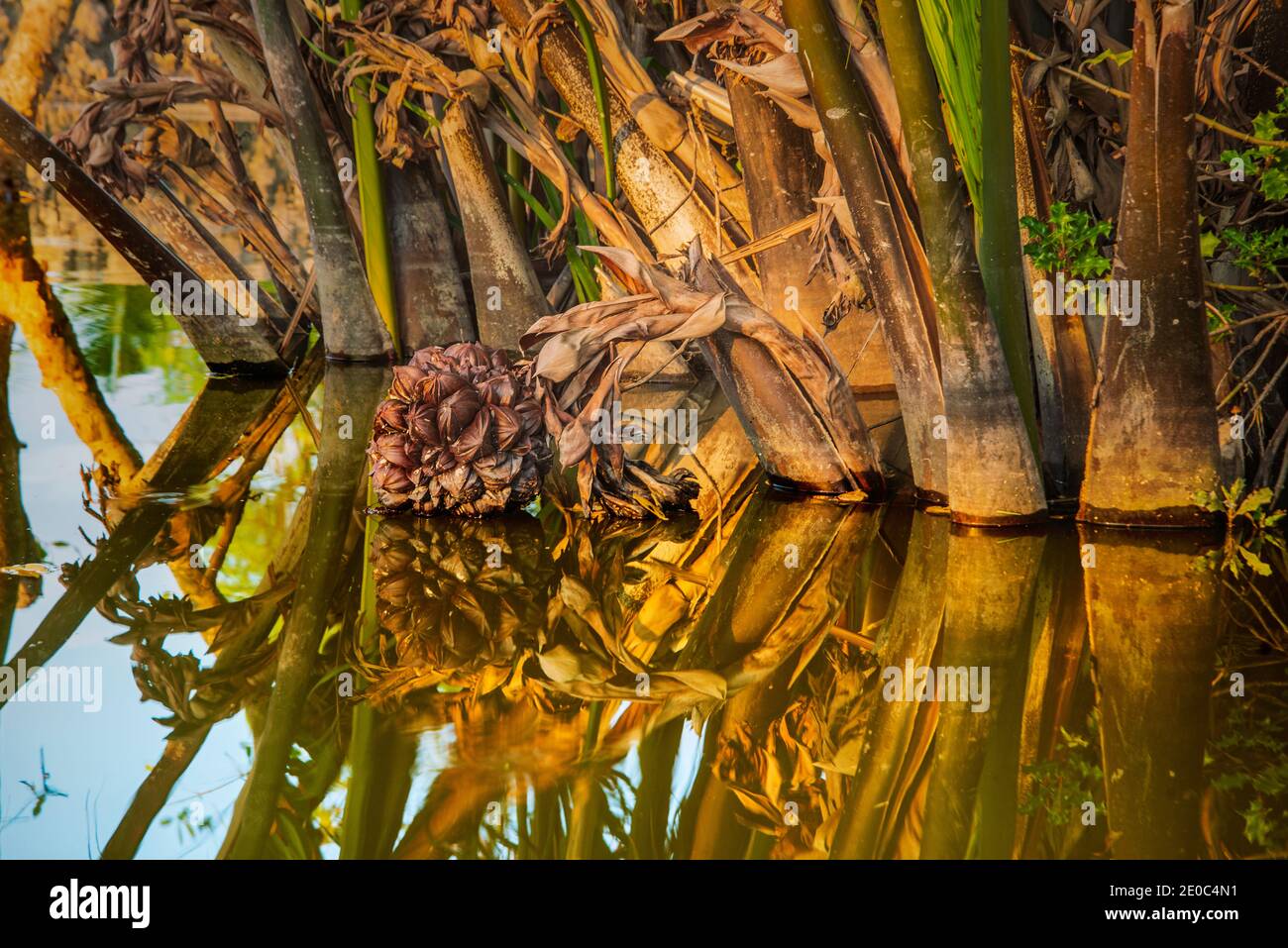 Nipa Palm oder Golpata Früchte in den Sundarbans, ein UNESCO-Weltkulturerbe und ein Naturschutzgebiet. Der größte Küstenmangrovenwald der Welt Stockfoto