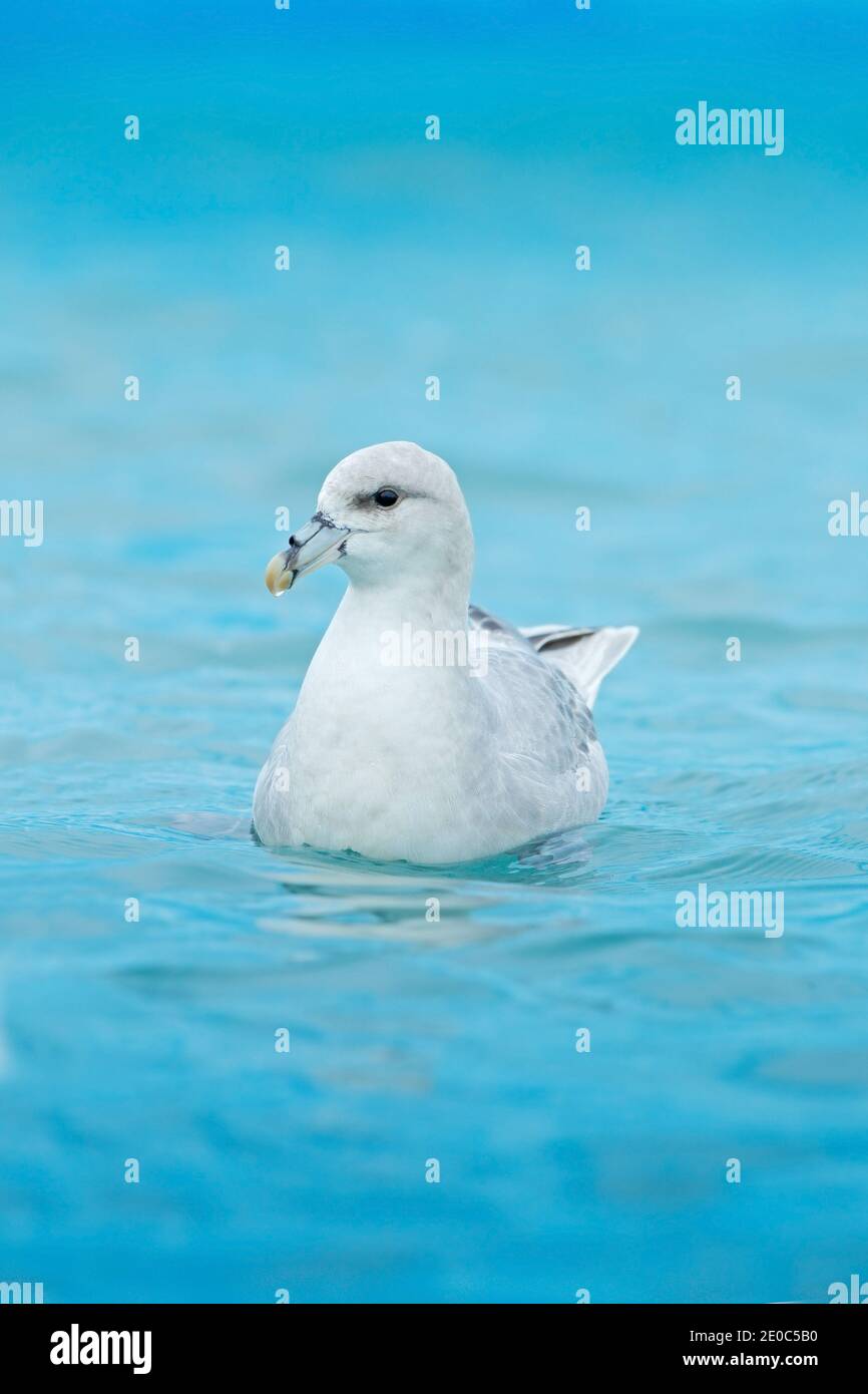 Blaues kaltes Wasser mit Vogel. Nördlicher Fulmar, Fulmarus glacialis, weißer Vogel im blauen Wasser, Eis im Hintergrund, Spitzbergen, Norwegen. Wildtierszene Stockfoto