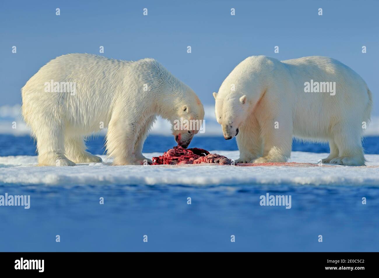 Gefährliche Eisbär zu Fuß auf dem Eis, mit Berg im Hintergrund, Russland. Stockfoto