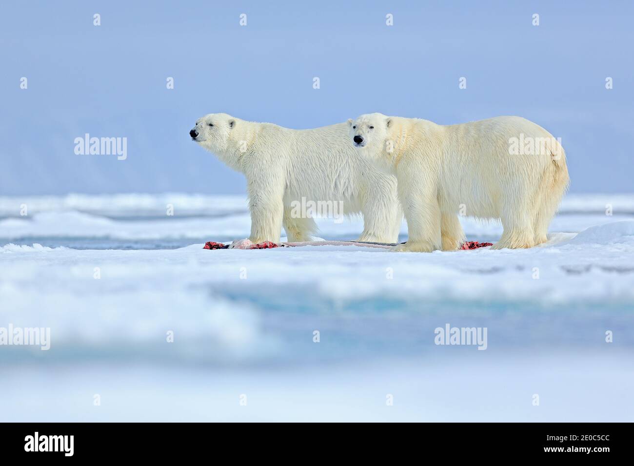 Gefährliche Eisbär zu Fuß auf dem Eis, mit Berg im Hintergrund, Russland. Stockfoto