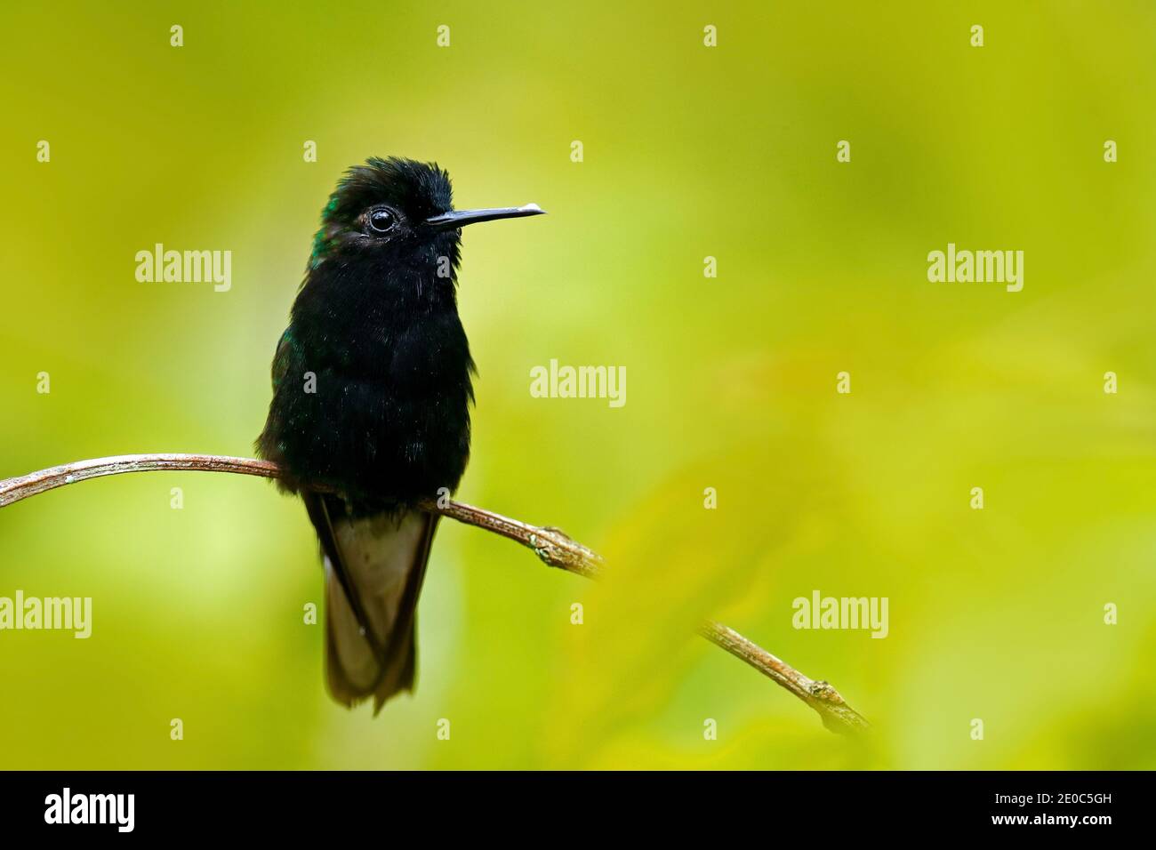 Schwarzbauchkolibri, Eupherusa nigriventris, seltener endemischer Kolibri aus Costa Rica, schwarzer Vogel auf einer schönen grünen Blüte in Tropica Stockfoto