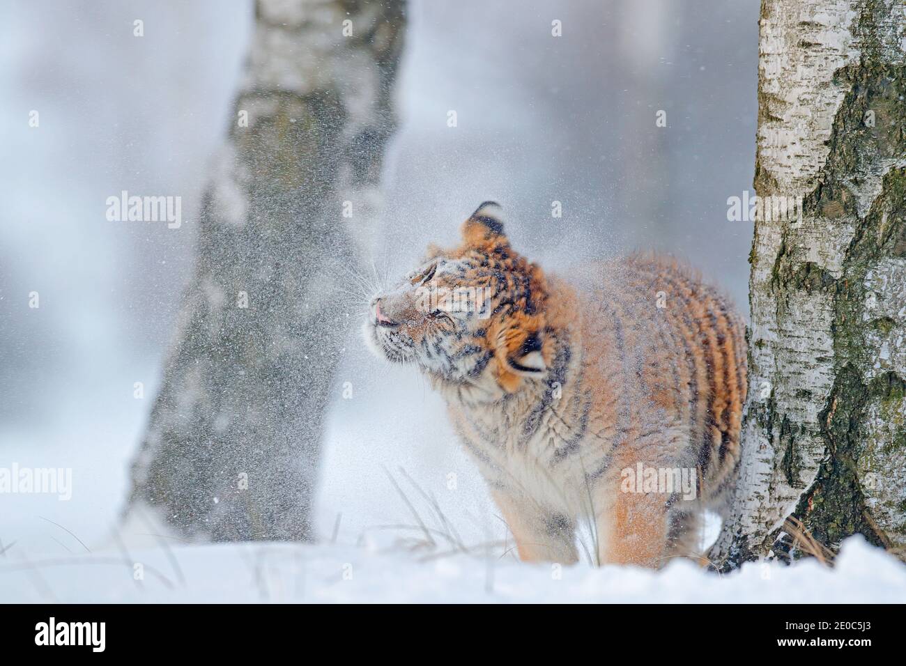 Tiger, kalter Winter in der Taiga, Russland. Schneeflocken mit wilder Amur-Katze. Wildtiere Russland. Tiger Schnee laufen in wilden Winter Natur. Sibirischer Tiger, Aktion wil Stockfoto