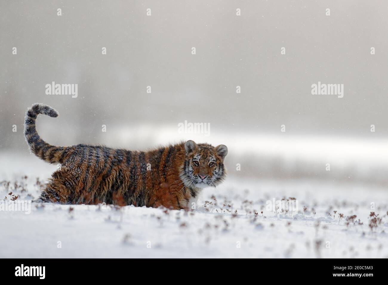 Tiger, kalter Winter in der Taiga, Russland. Schneeflocken mit wilder Amur-Katze. Wildtiere Russland. Tiger Schnee laufen in wilden Winter Natur. Sibirischer Tiger, Aktion wil Stockfoto
