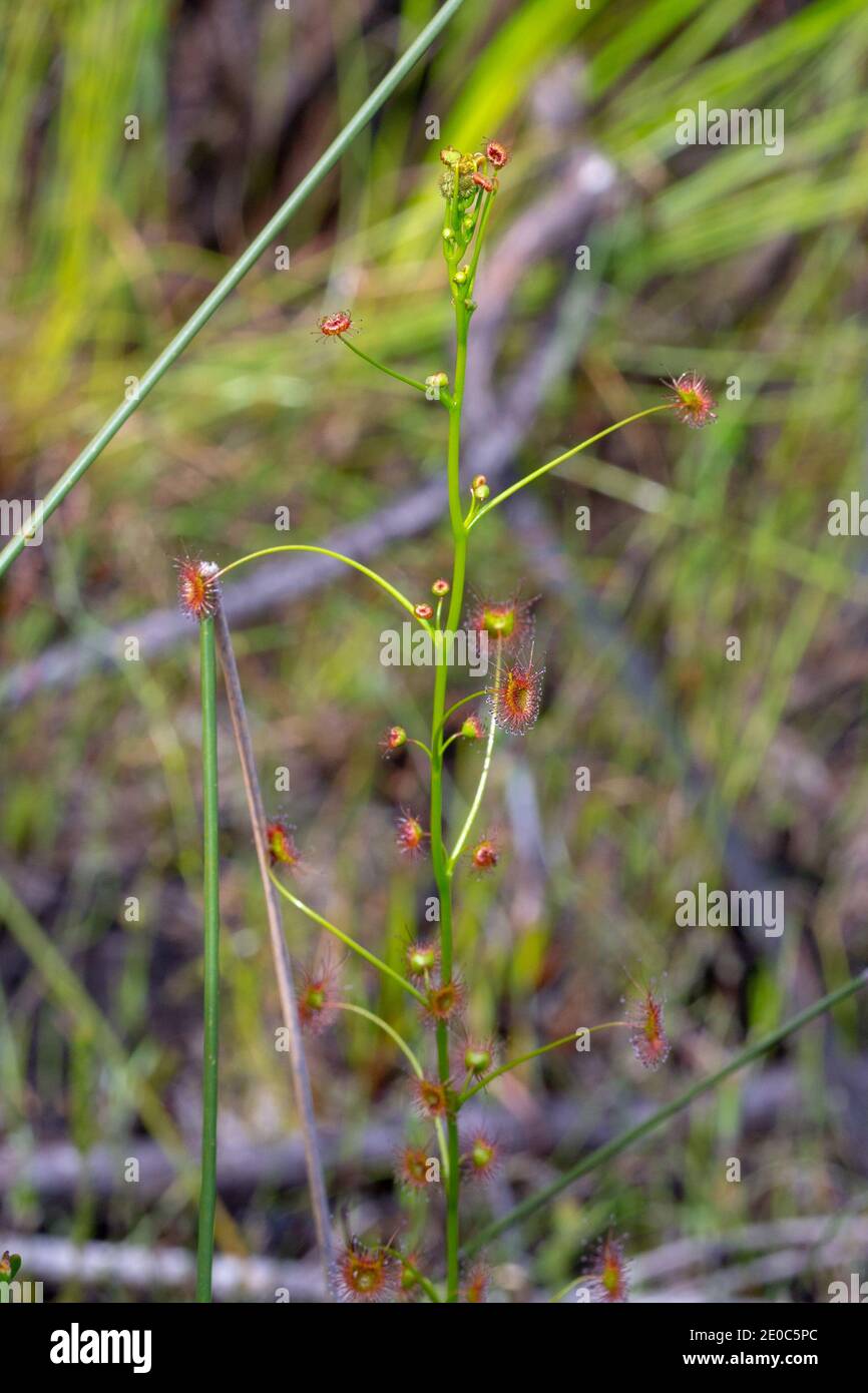 Einer der wenigen gelb blühenden Sundews, Drosera sulfurea, in seinem natürlichen Lebensraum östlich von Albany in Westaustralien Stockfoto