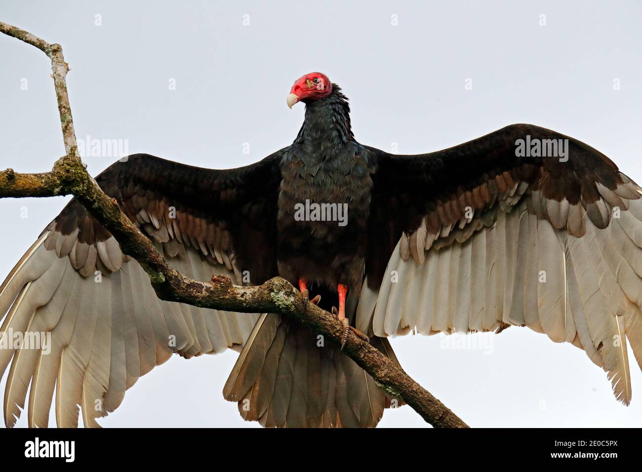 Hässlicher schwarzer Vogel Putengeier, Cathartes Aura, sitzt auf dem Baum, Costa Rica. Vogel mit