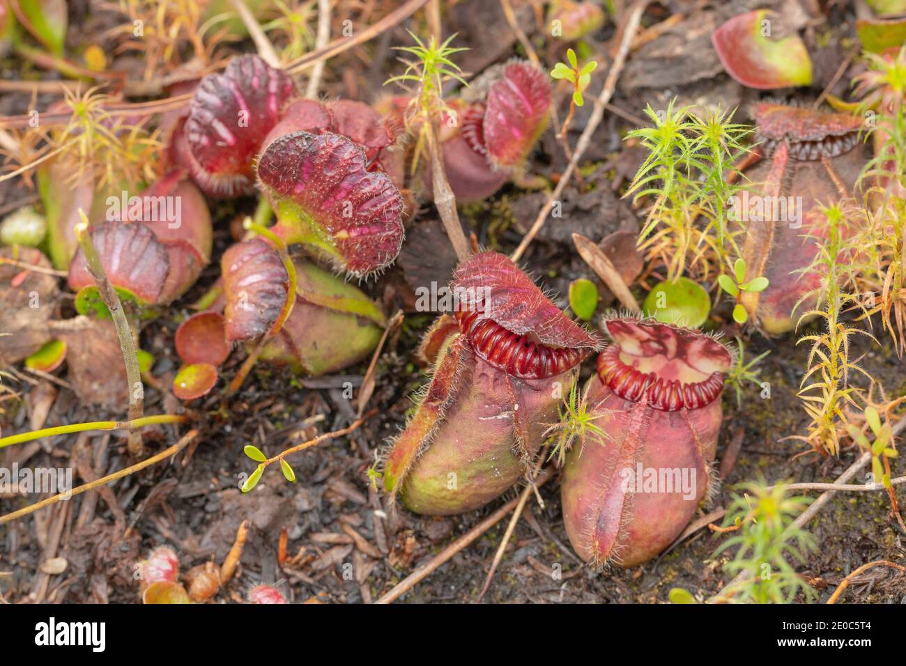 Australische endemische Wildlower: Cephalotus follicularis, die Albany-Krug-Pflanze, in der Nähe von Albany in Western Australia gesehen Stockfoto